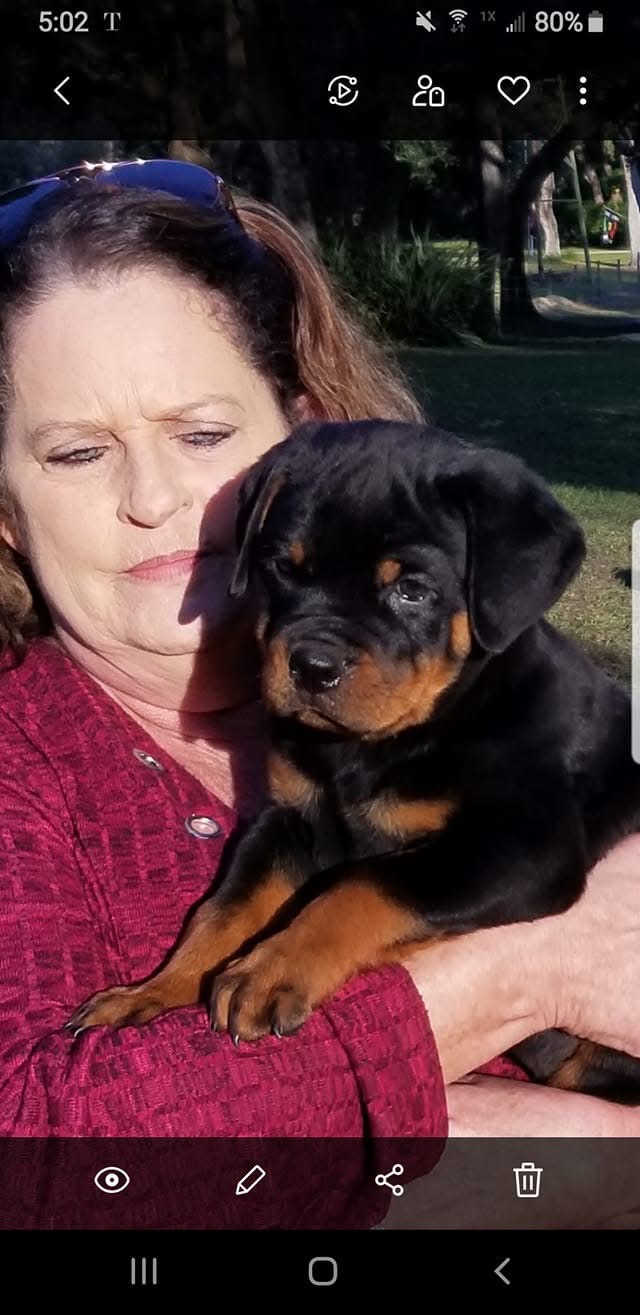 Rottweiler puppy from Carla Johaus Rottweilers, Dade City FL - photo 31 of 68