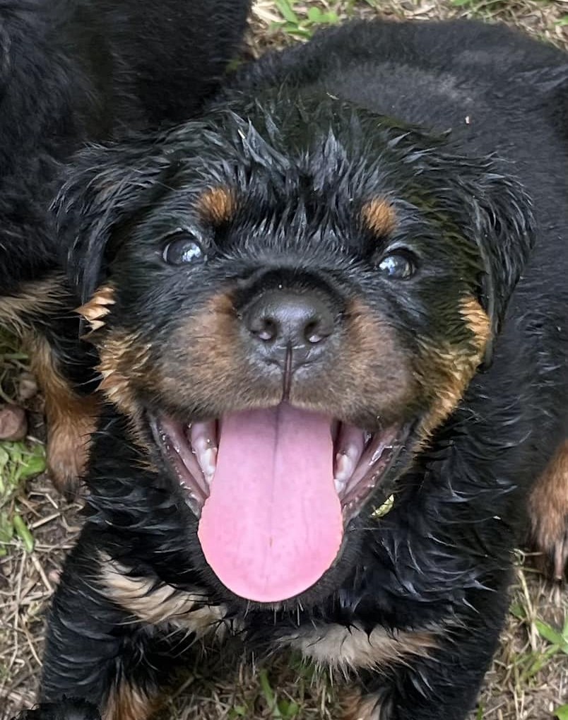 Rottweiler puppy from Carla Johaus Rottweilers, Dade City FL - photo 32 of 68