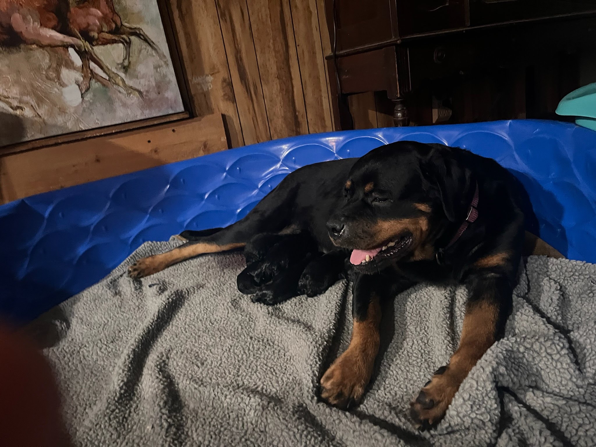 Rottweiler puppy from Carla Johaus Rottweilers, Dade City FL - photo 33 of 68