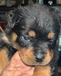 Rottweiler puppy from Carla Johaus Rottweilers, Dade City FL - photo 4 of 68