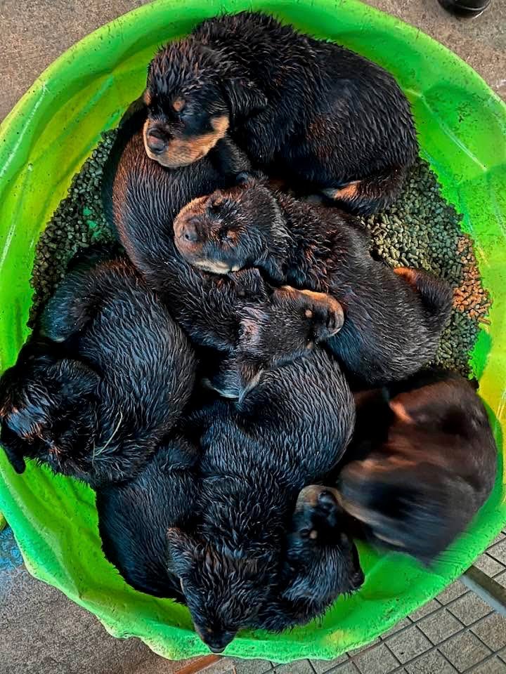 Rottweiler puppy from Carla Johaus Rottweilers, Dade City FL - photo 45 of 68
