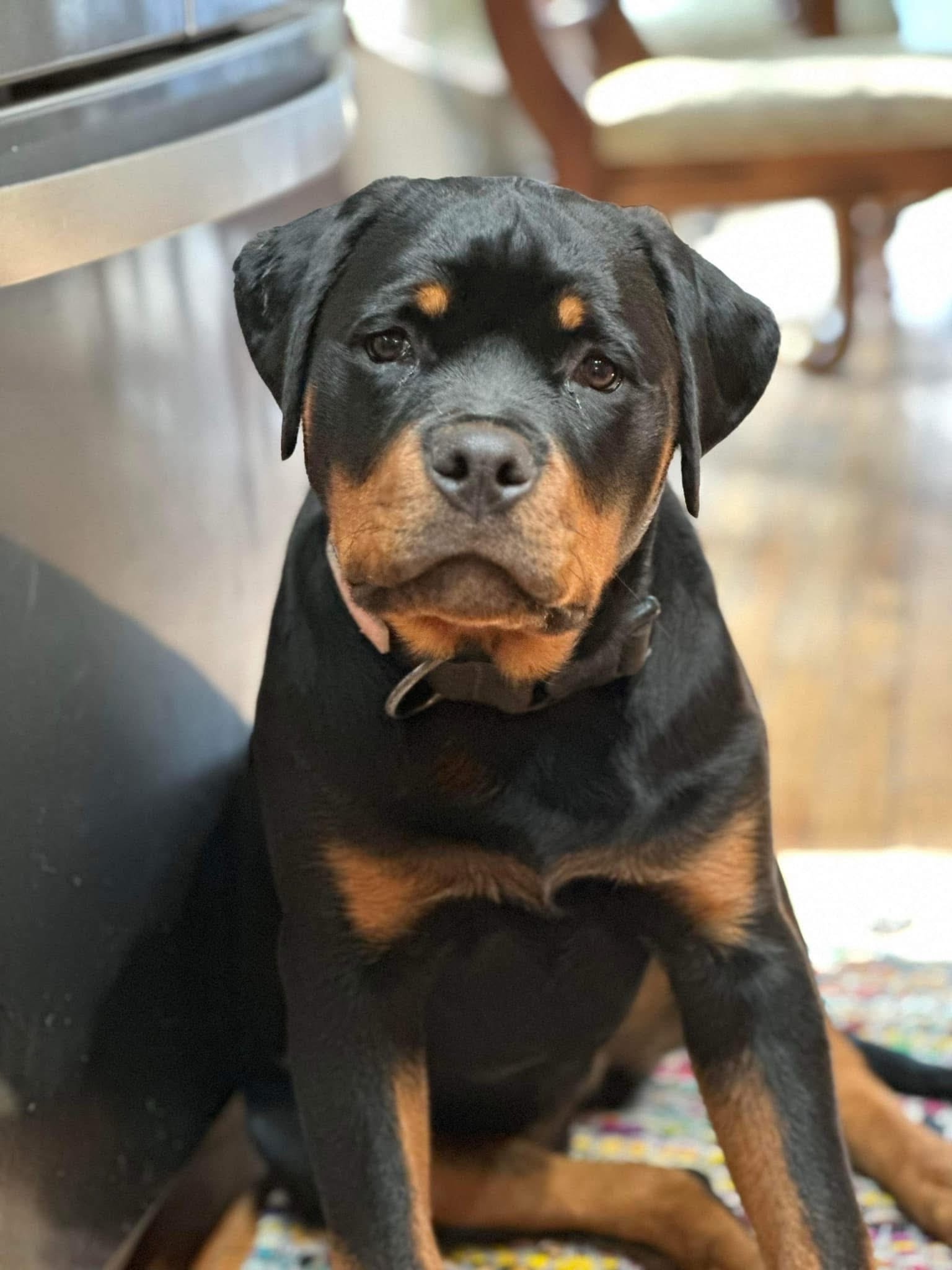 Rottweiler puppy from Carla Johaus Rottweilers, Dade City FL - photo 48 of 68