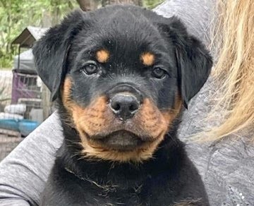 Rottweiler puppy from Carla Johaus Rottweilers, Dade City FL - photo 5 of 68