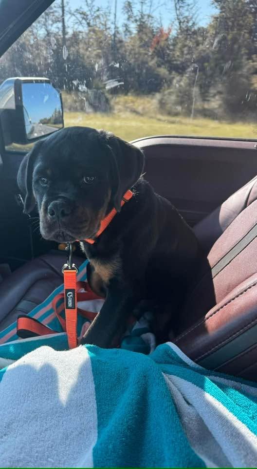 Rottweiler puppy from Carla Johaus Rottweilers, Dade City FL - photo 50 of 68