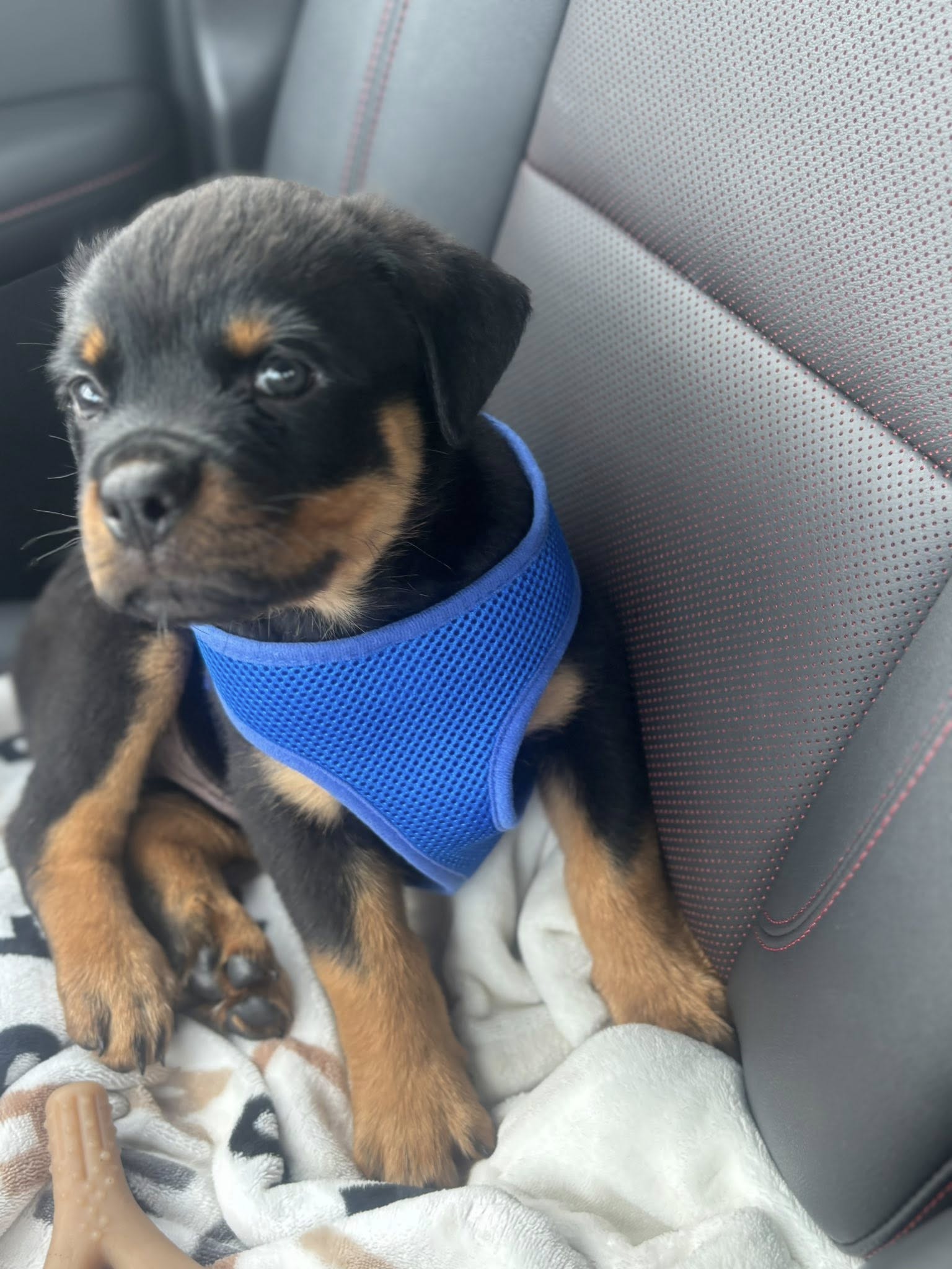 Rottweiler puppy from Carla Johaus Rottweilers, Dade City FL - photo 53 of 68