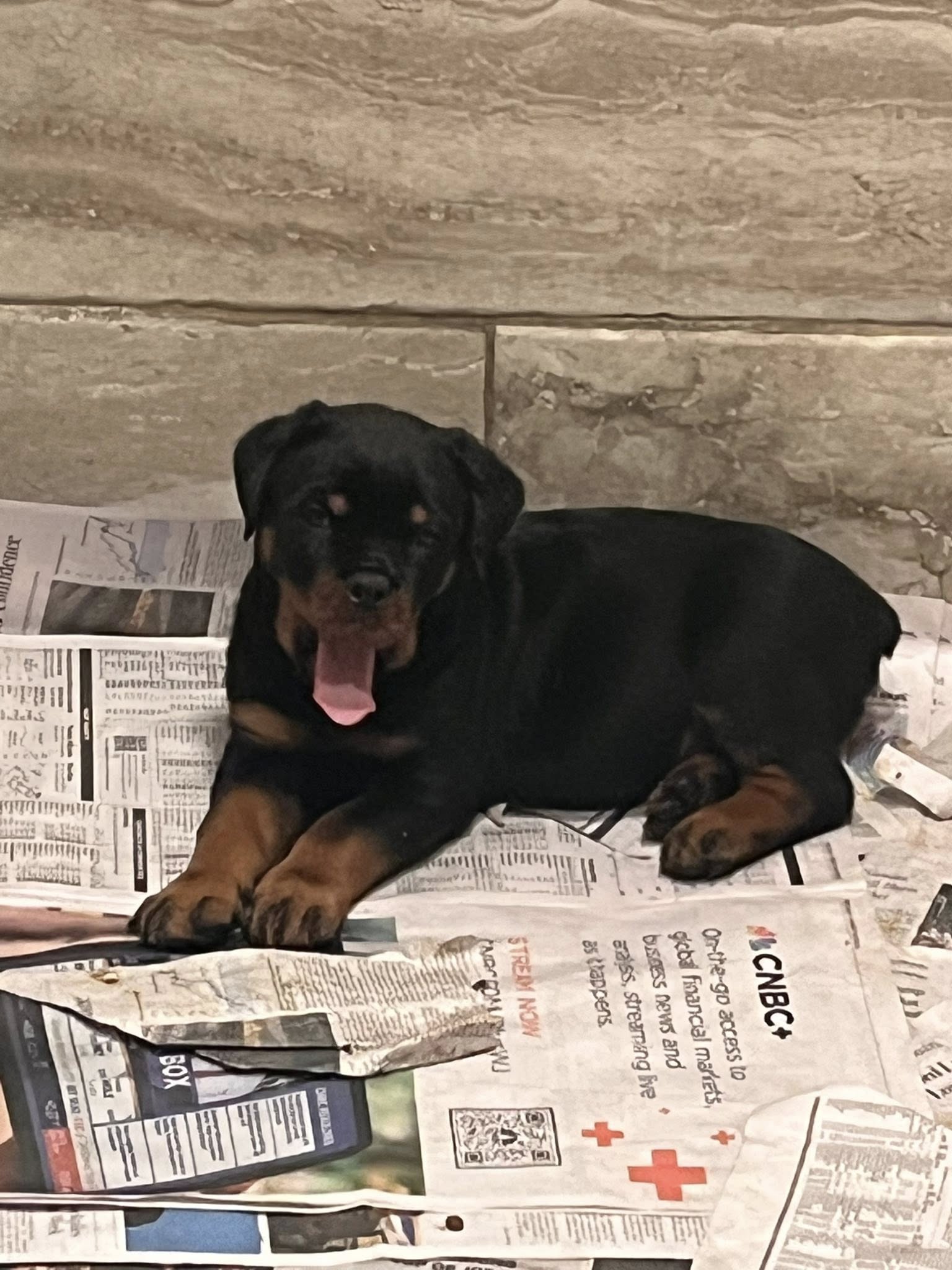 Rottweiler puppy from Carla Johaus Rottweilers, Dade City FL - photo 54 of 68