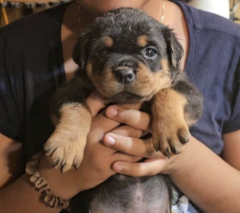 Rottweiler puppy from Carla Johaus Rottweilers, Dade City FL - photo 57 of 68