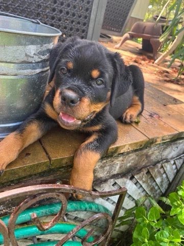 Rottweiler puppy from Carla Johaus Rottweilers, Dade City FL - photo 6 of 68