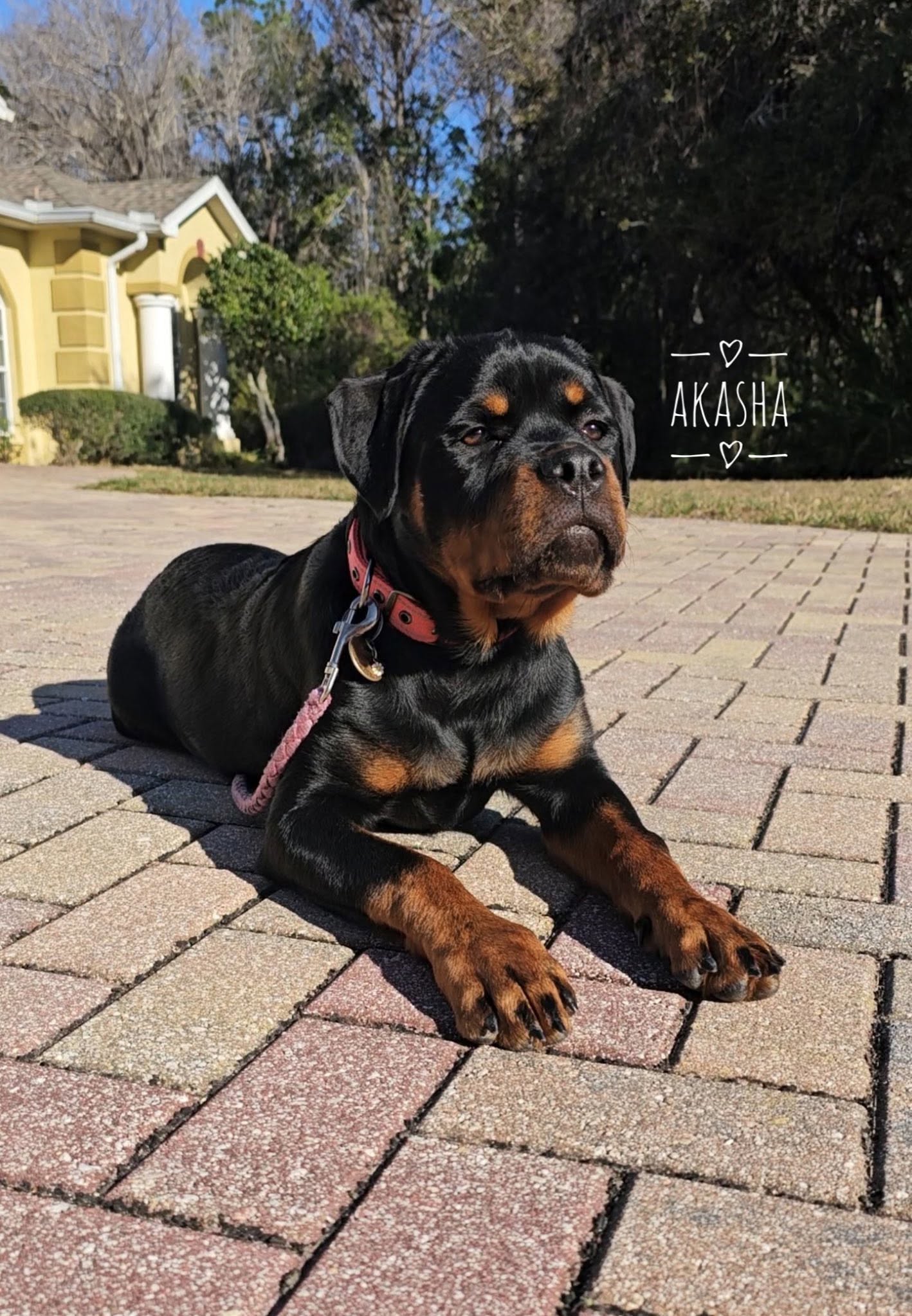 Rottweiler puppy from Carla Johaus Rottweilers, Dade City FL - photo 61 of 68
