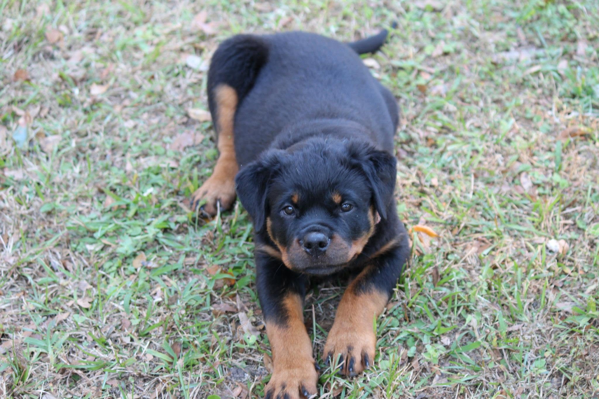 Rottweiler puppy from Carla Johaus Rottweilers, Dade City FL - photo 64 of 68