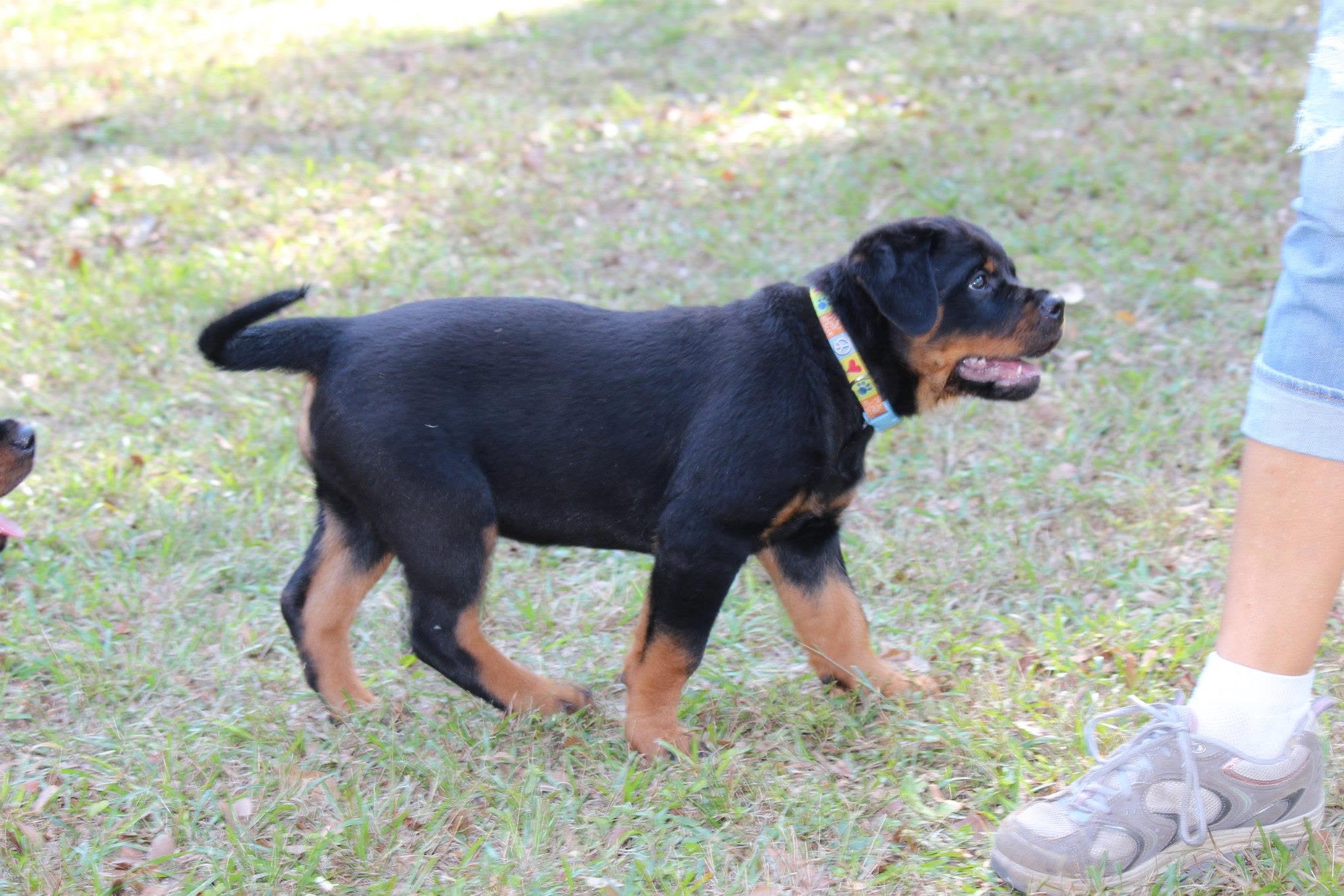 Rottweiler puppy from Carla Johaus Rottweilers, Dade City FL - photo 65 of 68