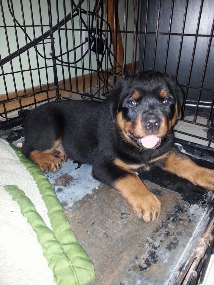 Rottweiler puppy from Carla Johaus Rottweilers, Dade City FL - photo 66 of 68