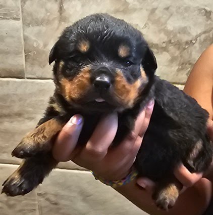 Rottweiler puppy from Carla Johaus Rottweilers, Dade City FL - photo 7 of 68
