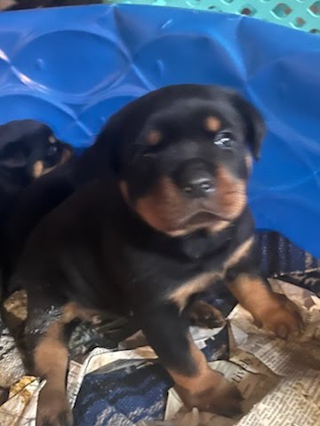 Rottweiler puppy from Carla Johaus Rottweilers, Dade City FL - photo 8 of 68