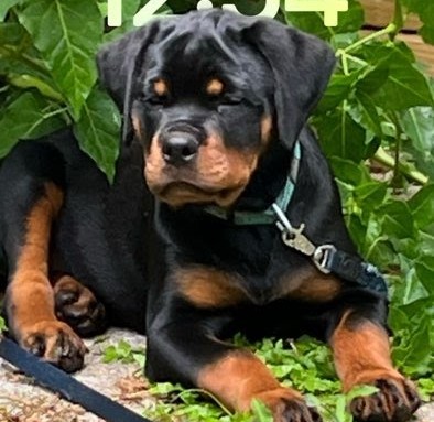 Rottweiler puppy from Carla Johaus Rottweilers, Dade City FL - photo 9 of 68
